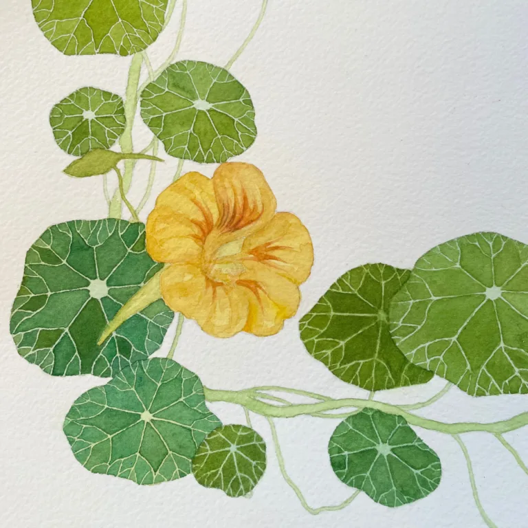 Botanical Drawing & Watercolor at Sonoma Garden Park
